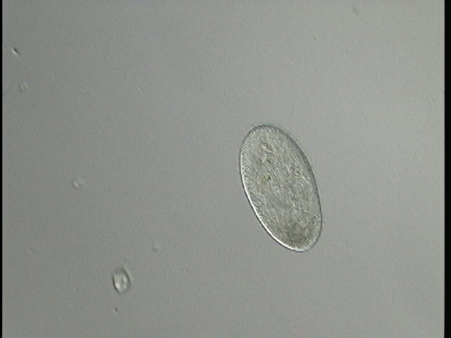 protist image