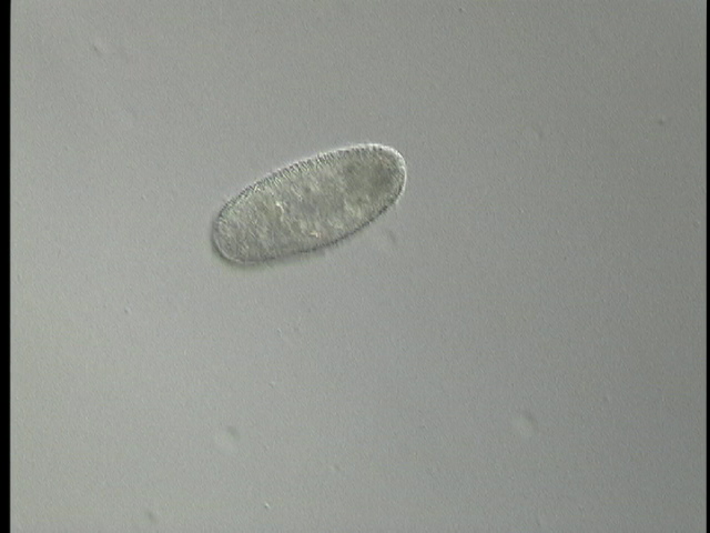 protist image