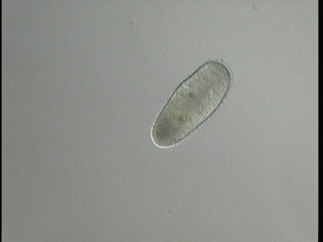 protist image