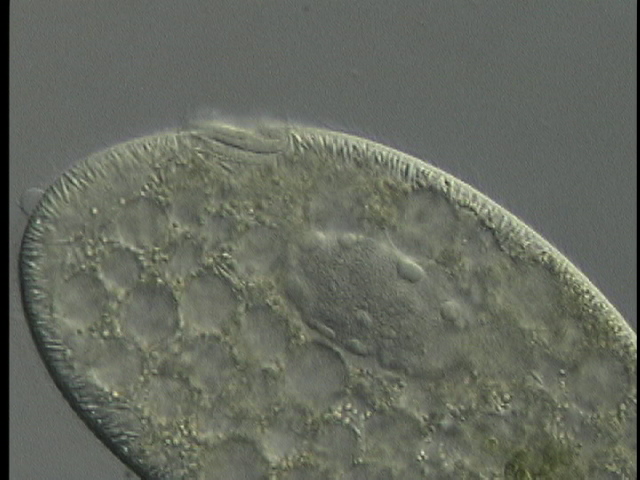 protist image