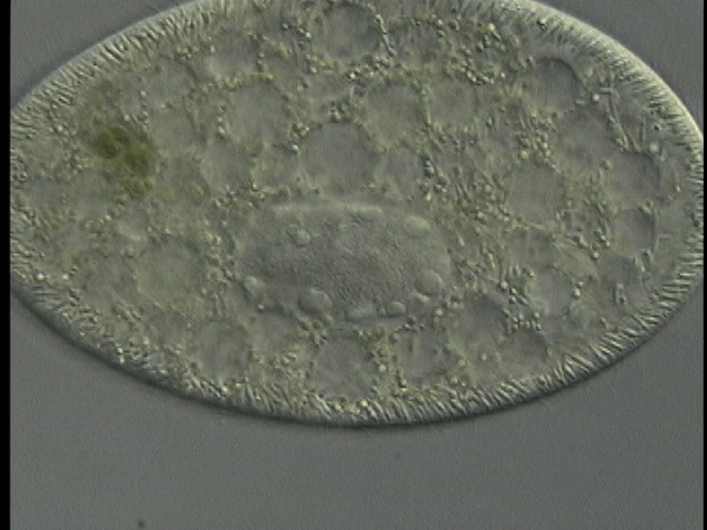 protist image