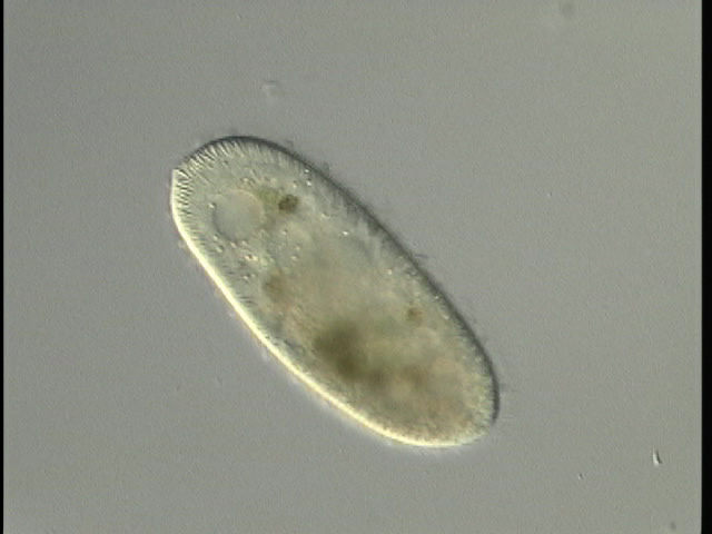 protist image