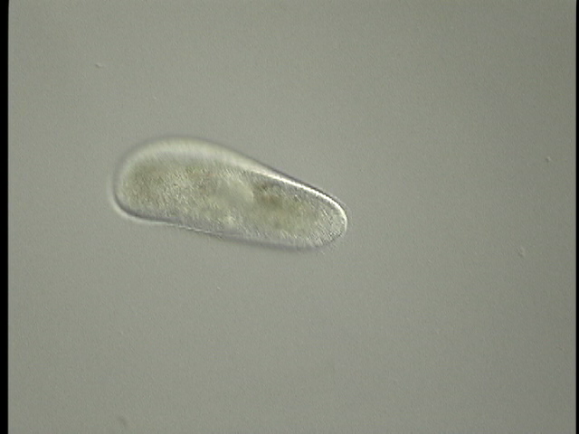 protist image