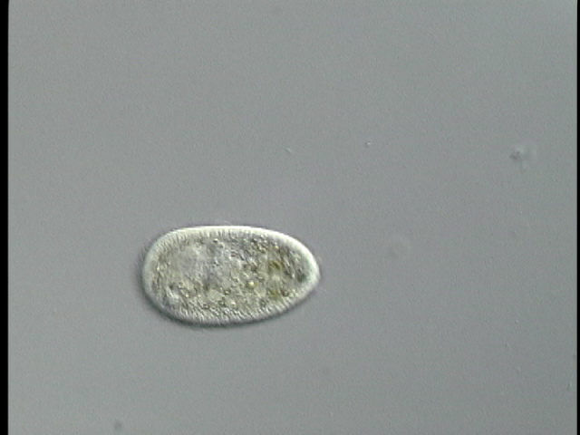 protist image