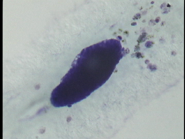 protist image