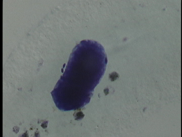 protist image