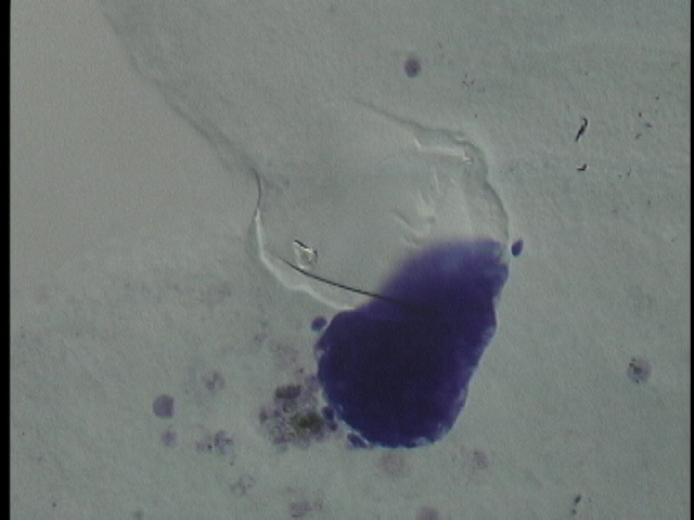 protist image