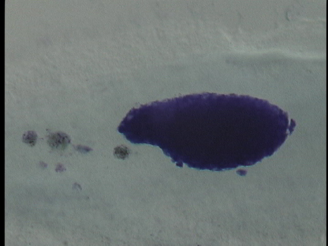 protist image