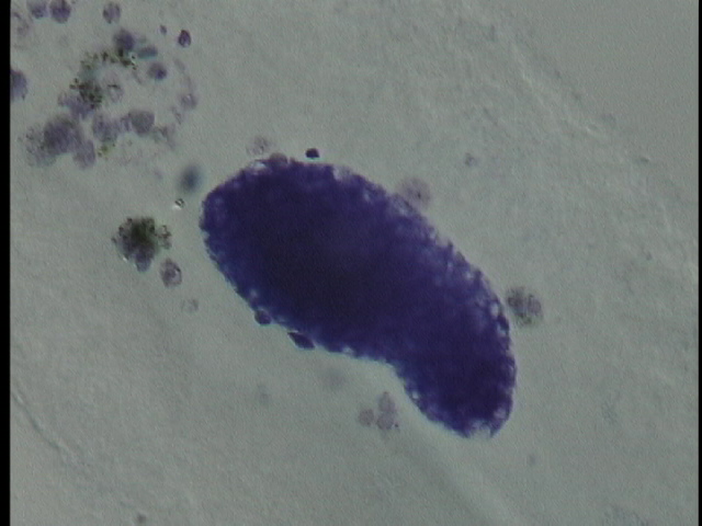 protist image