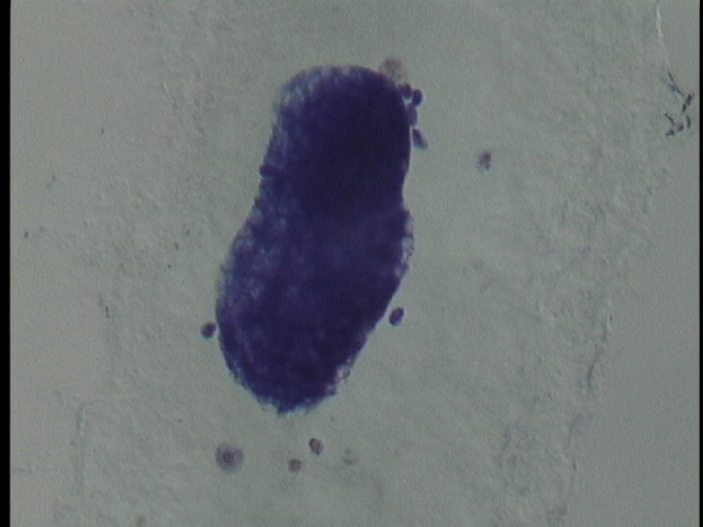 protist image