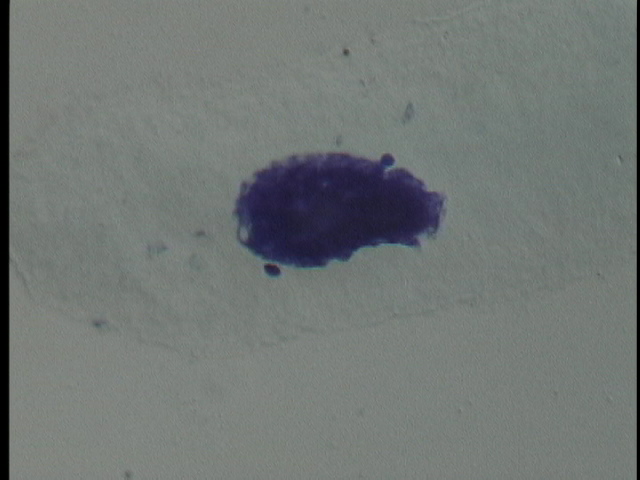 protist image