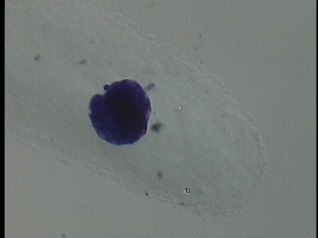 protist image