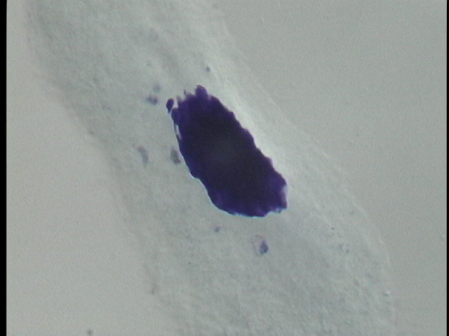 protist image