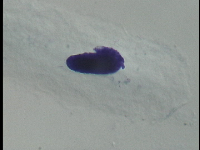 protist image