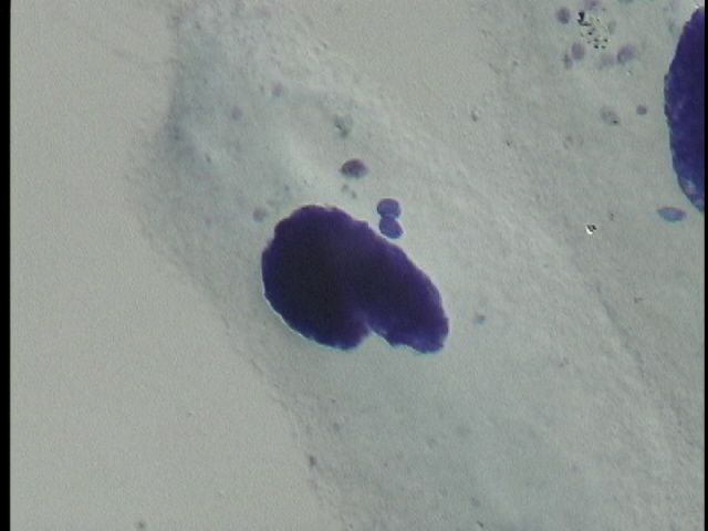 protist image