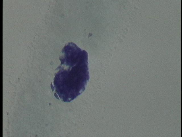 protist image