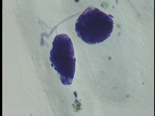 protist image