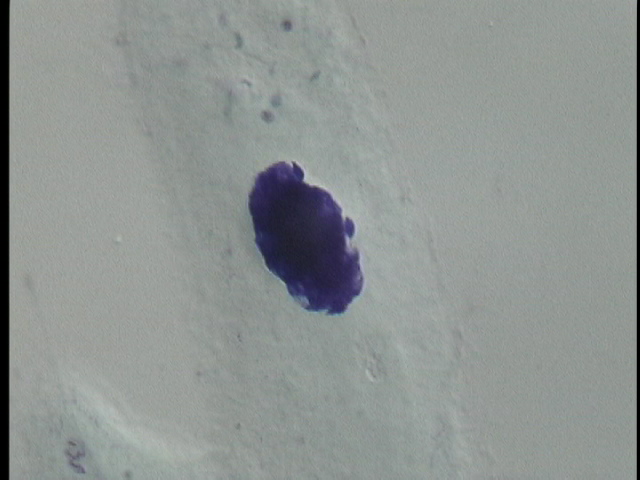 protist image