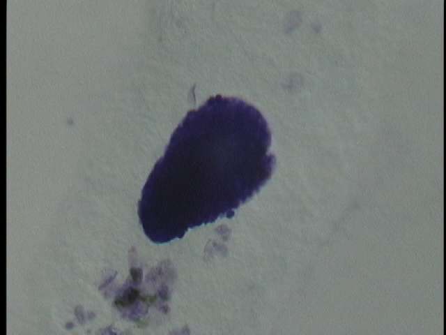 protist image