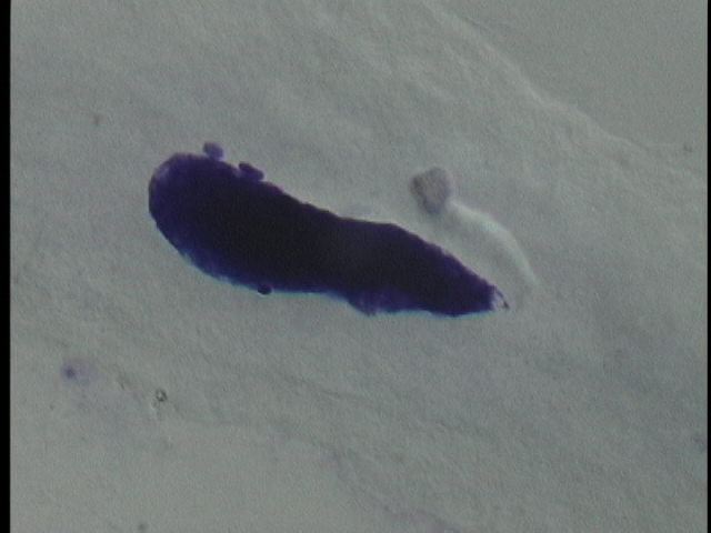 protist image