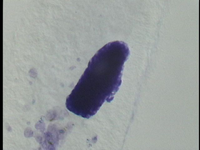 protist image