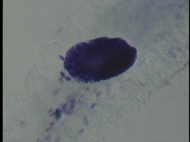 protist image