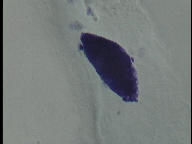 protist image