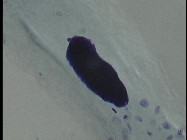 protist image