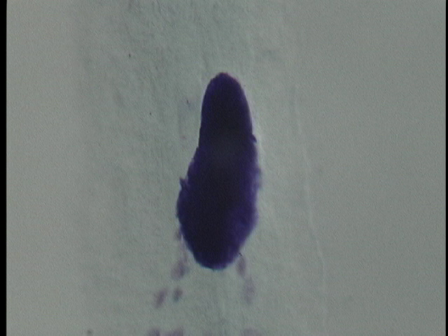 protist image