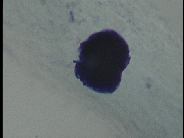 protist image