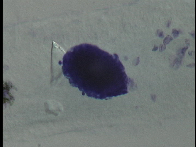 protist image