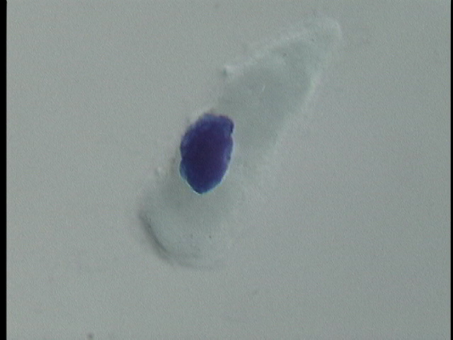 protist image