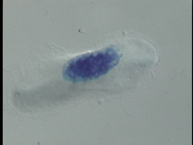 protist image