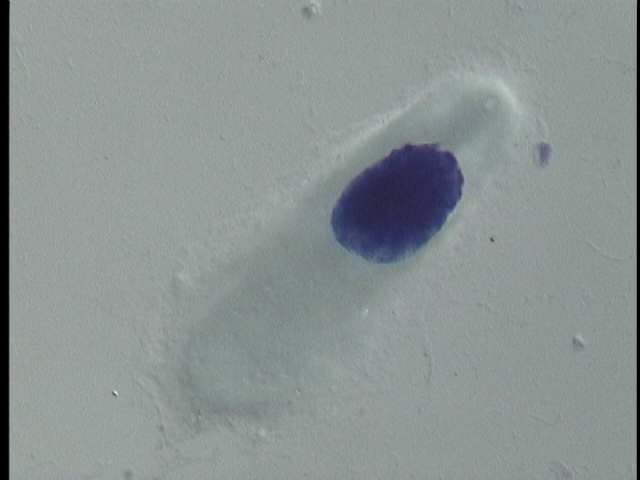 protist image