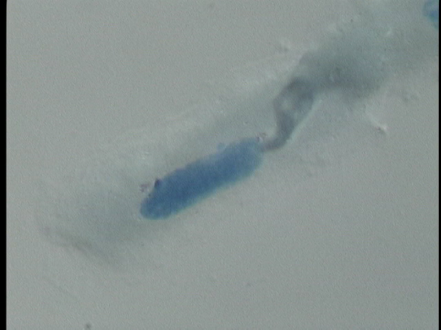 protist image