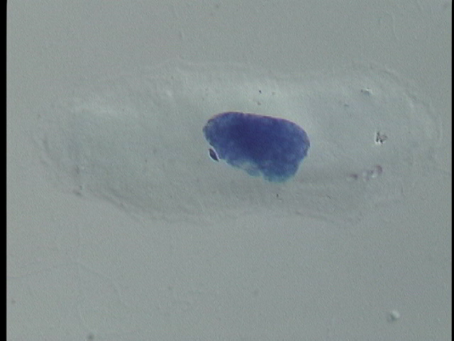 protist image