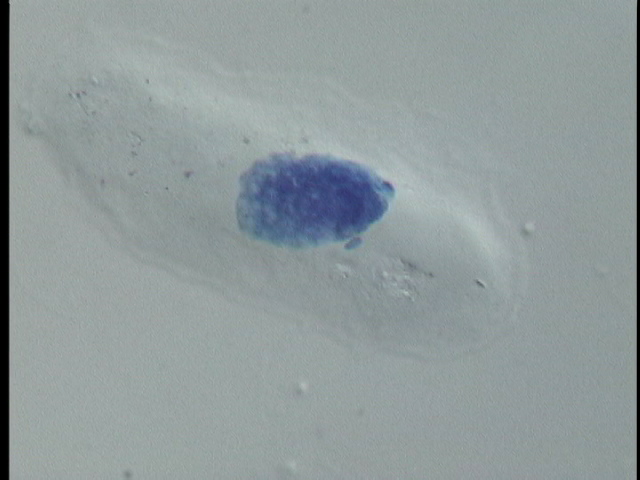 protist image