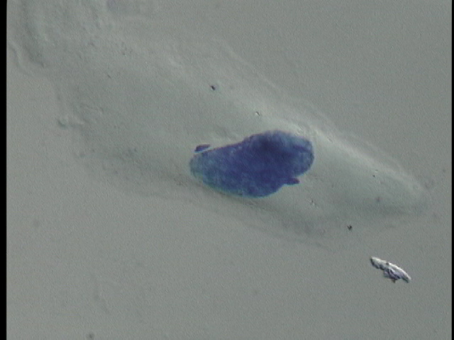 protist image