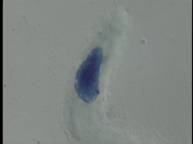 protist image