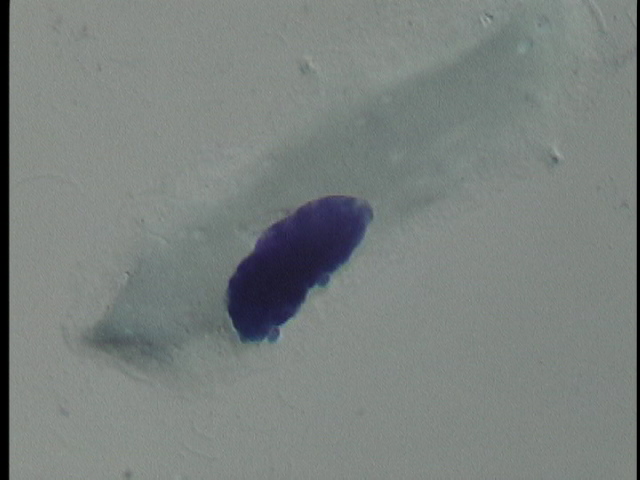 protist image