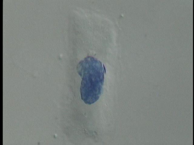 protist image