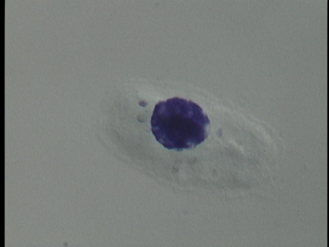 protist image