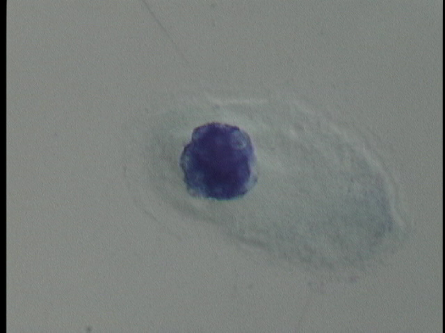 protist image