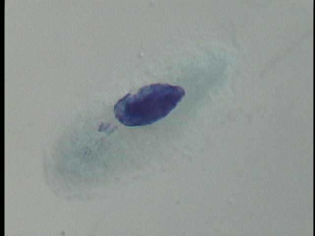 protist image