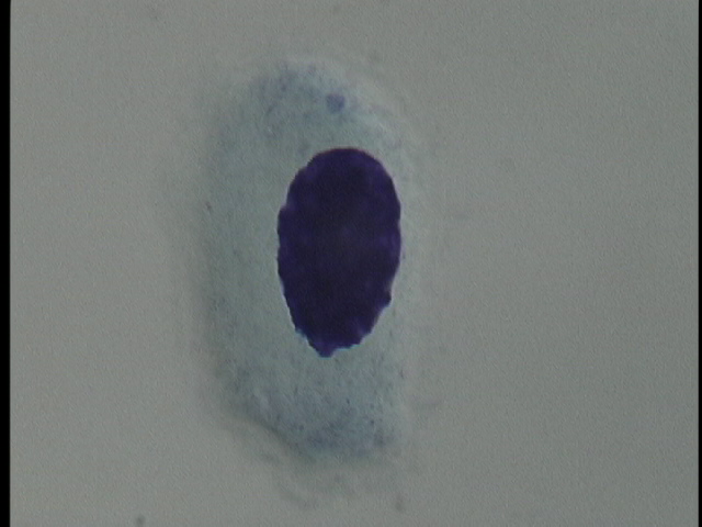 protist image