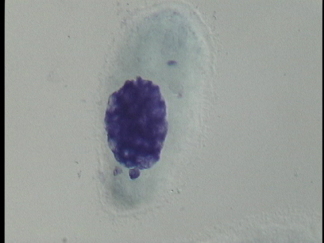 protist image