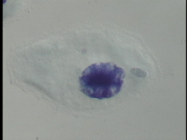 protist image