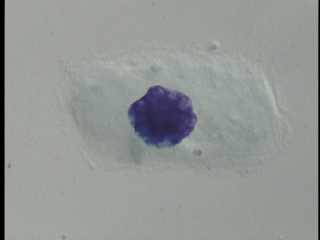 protist image