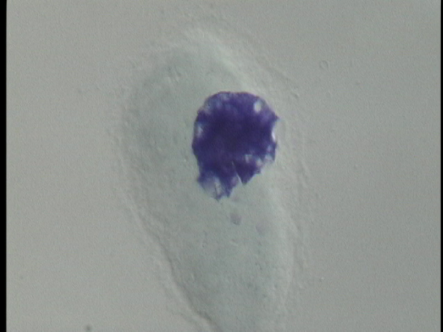 protist image