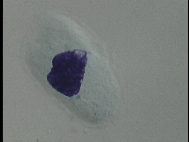 protist image